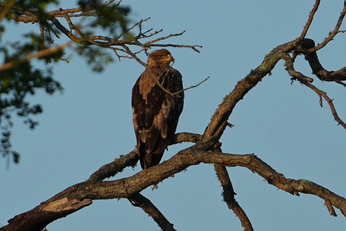 Tawny Eagle - ML647751321
