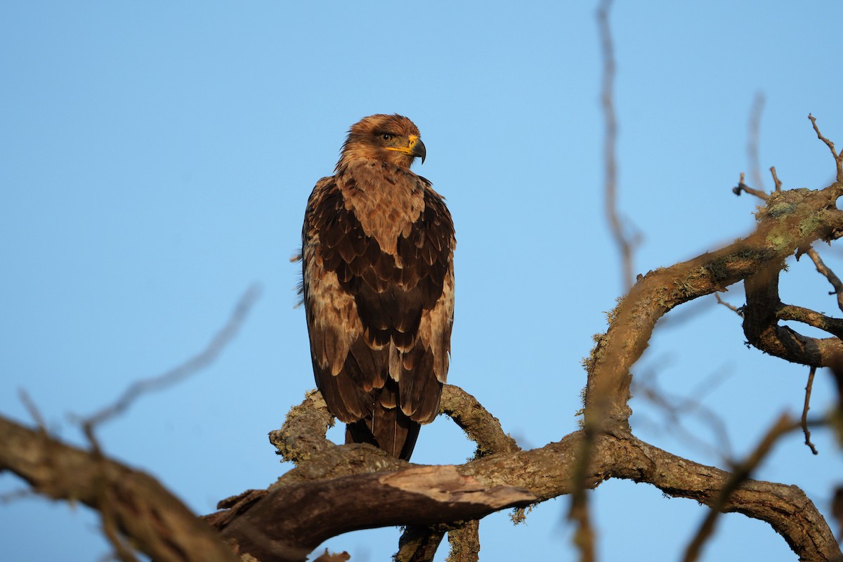 Tawny Eagle - ML647751322
