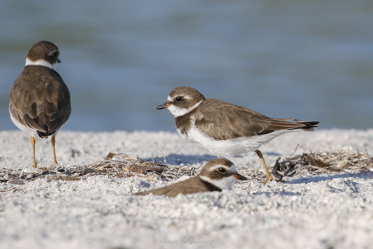 Semipalmated Plover - ML647751331