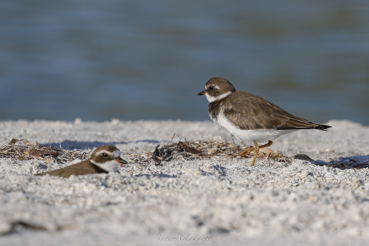 Semipalmated Plover - ML647751332