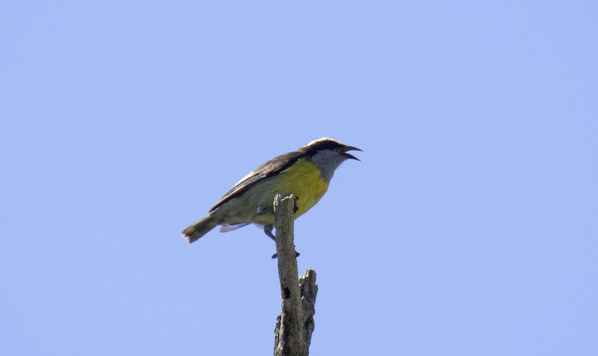 Bananaquit - ML647751360