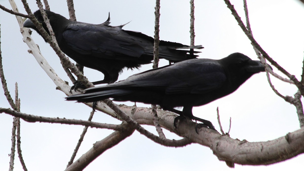 tykknebbkråke - ML647751385