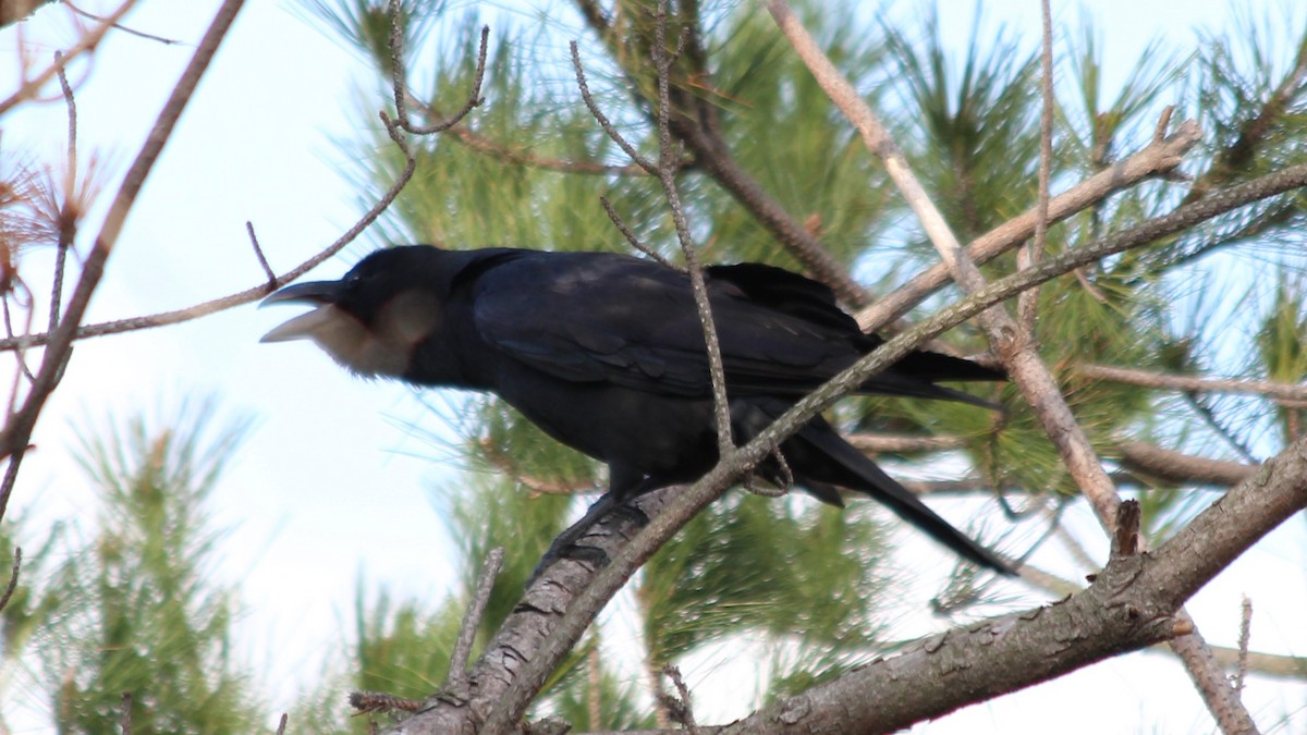 tykknebbkråke - ML647751386