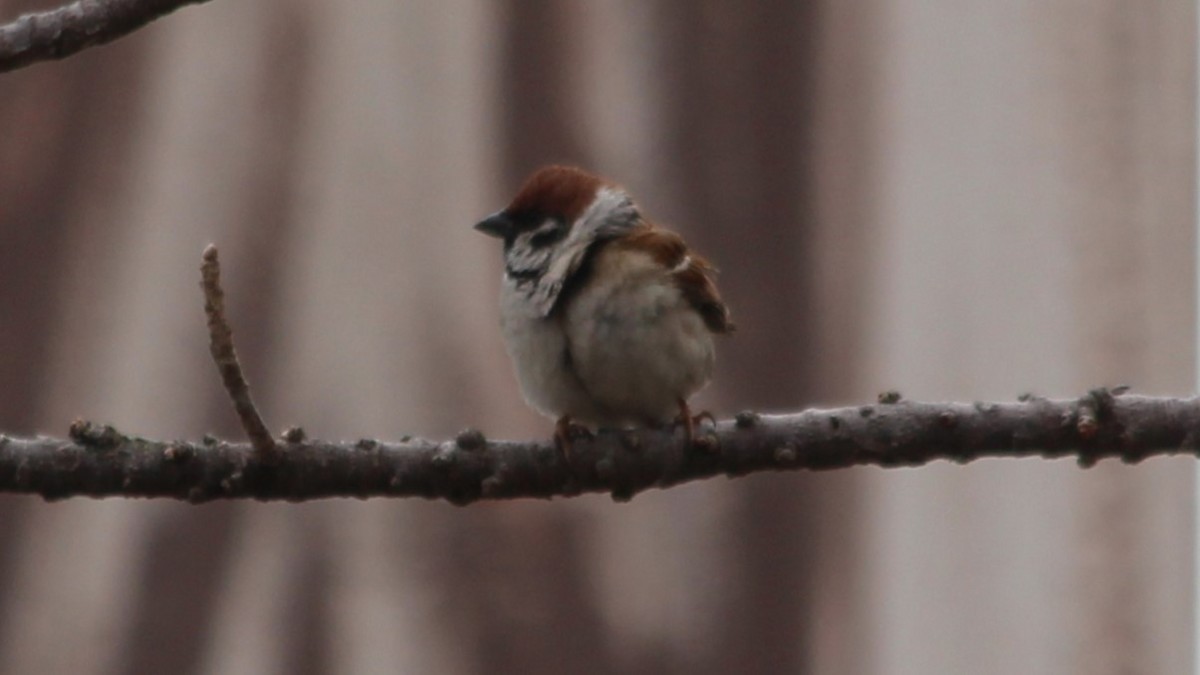 pilfink - ML647751396