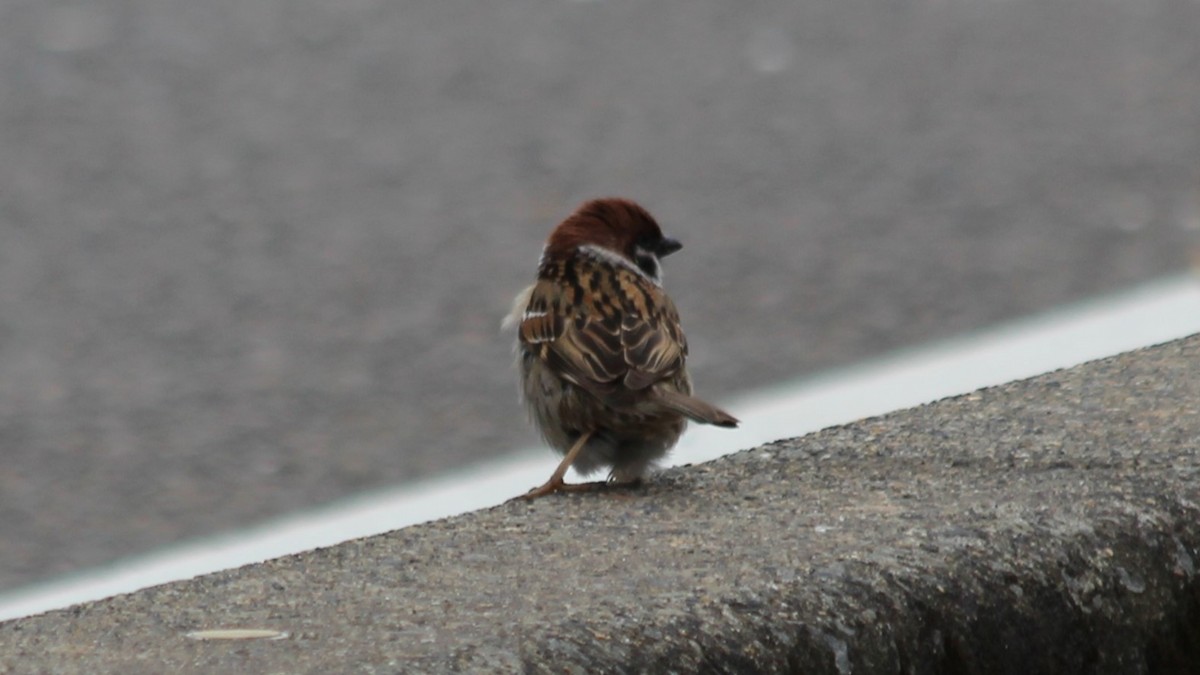 pilfink - ML647751397