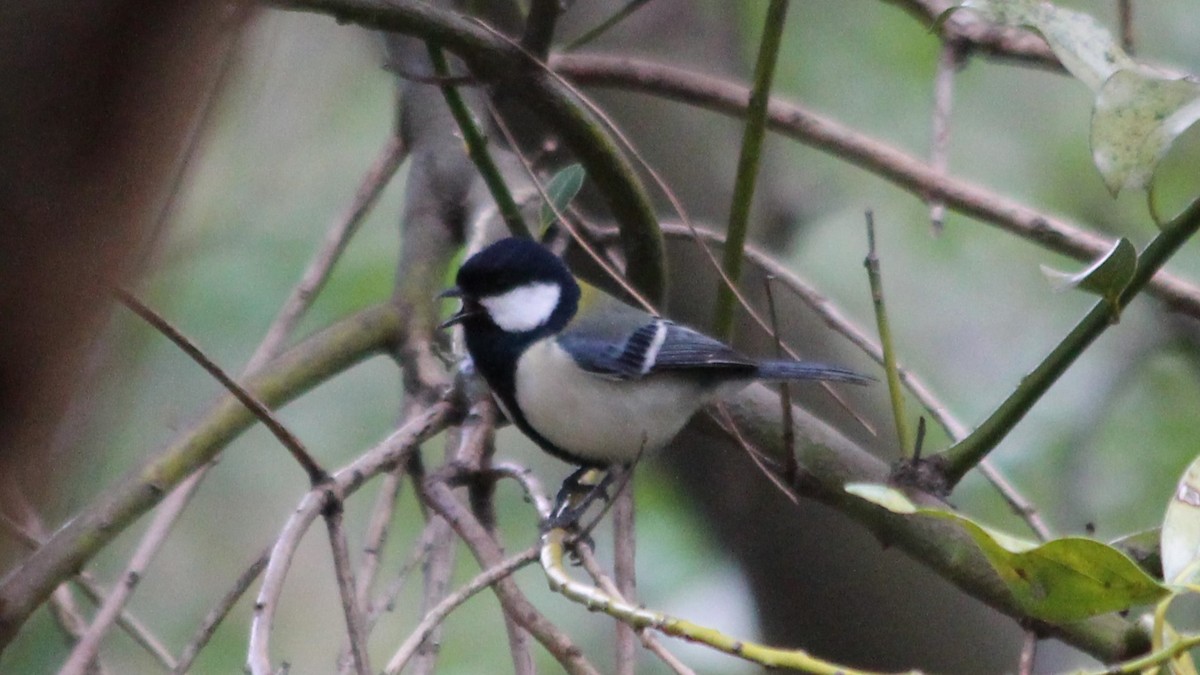 gråkjøttmeis - ML647751400