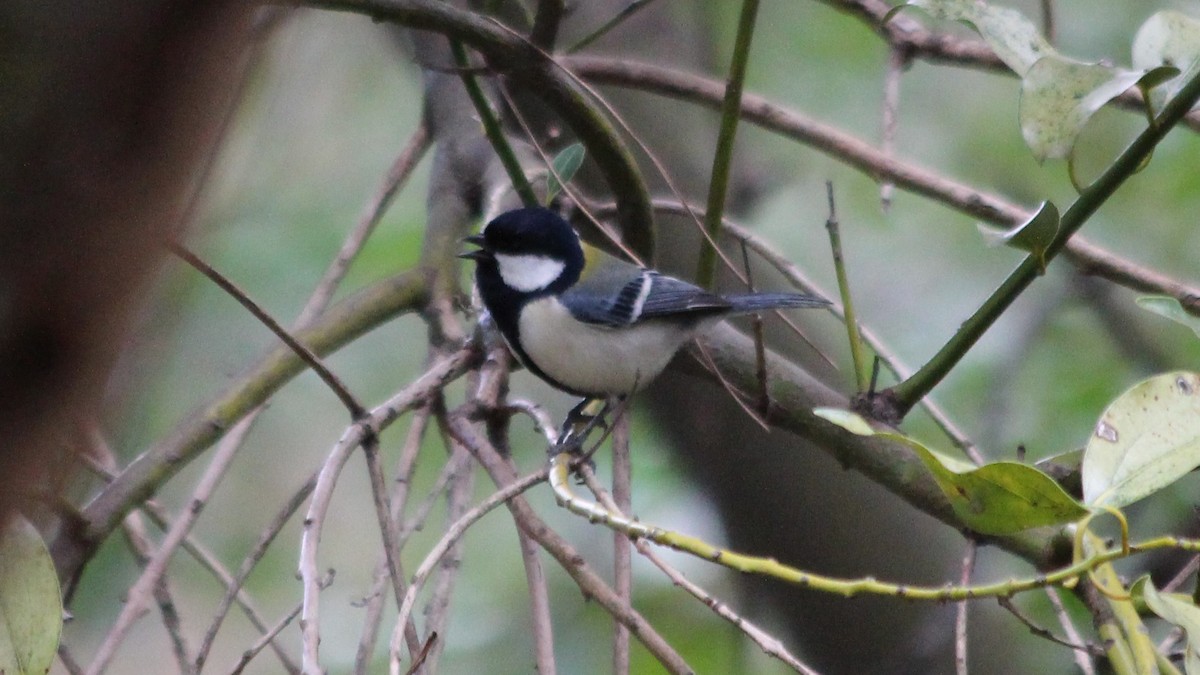 gråkjøttmeis - ML647751401