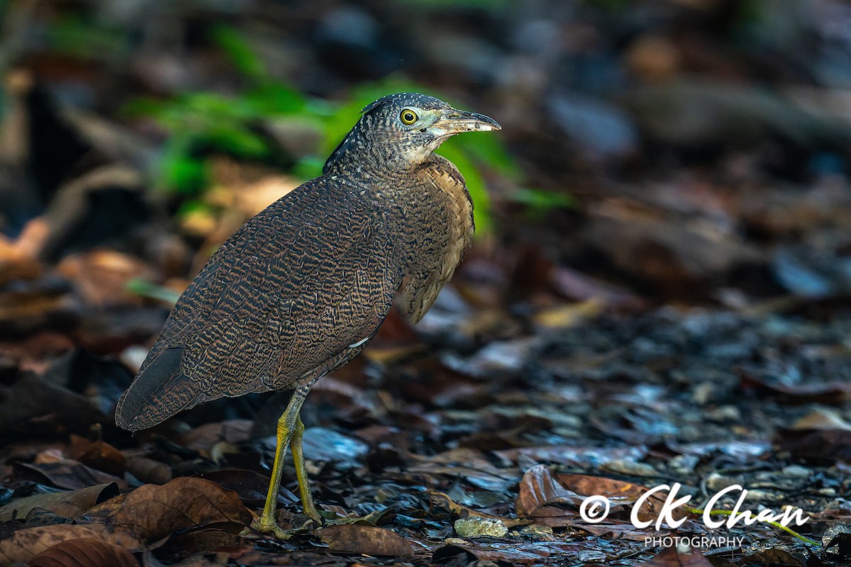 Malay Gece Balıkçılı - ML647751410