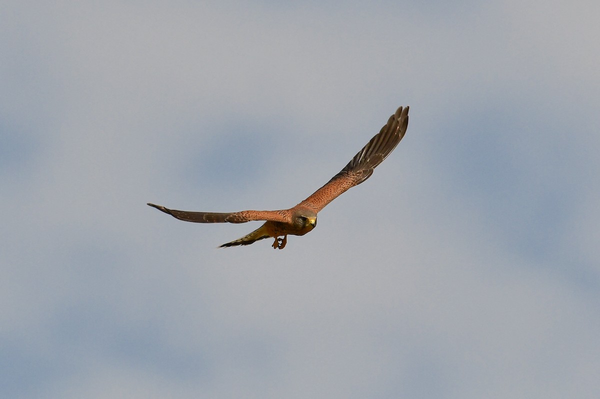 Eurasian Kestrel (Eurasian) - ML647751423