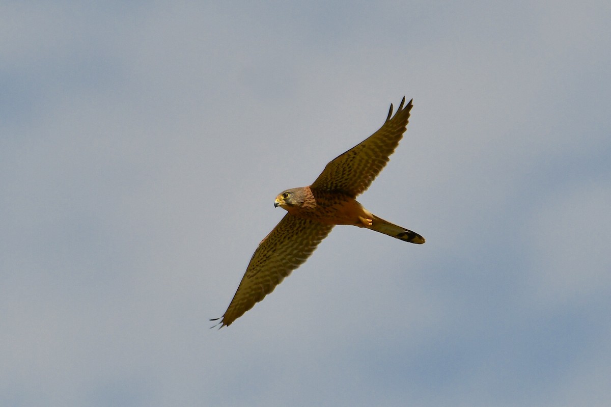 Eurasian Kestrel (Eurasian) - ML647751452