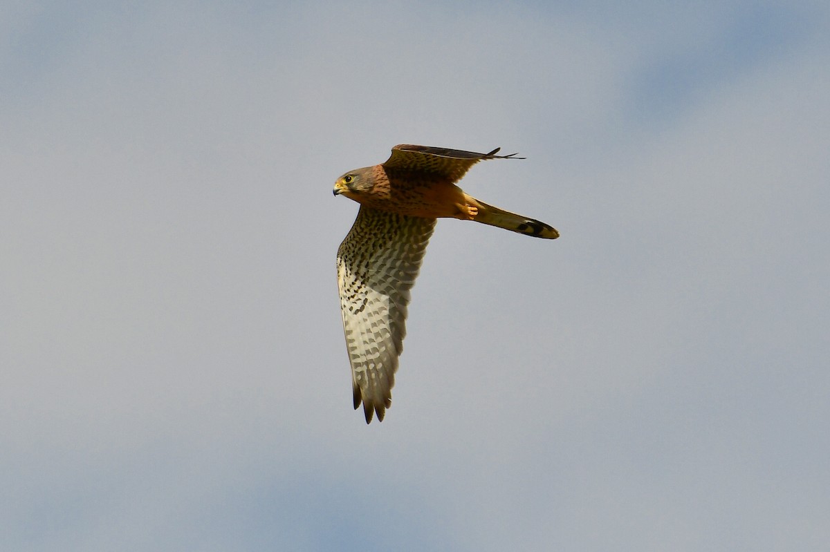 Eurasian Kestrel (Eurasian) - ML647751514