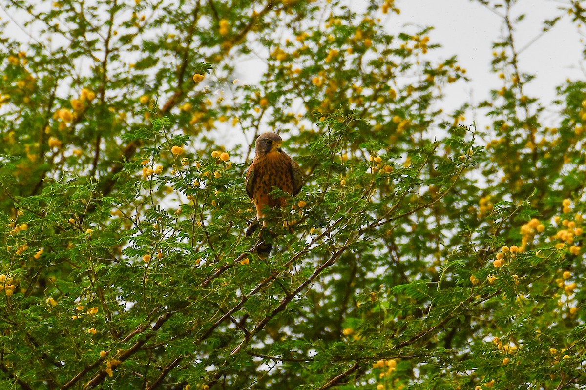 Eurasian Kestrel (Eurasian) - ML647751539