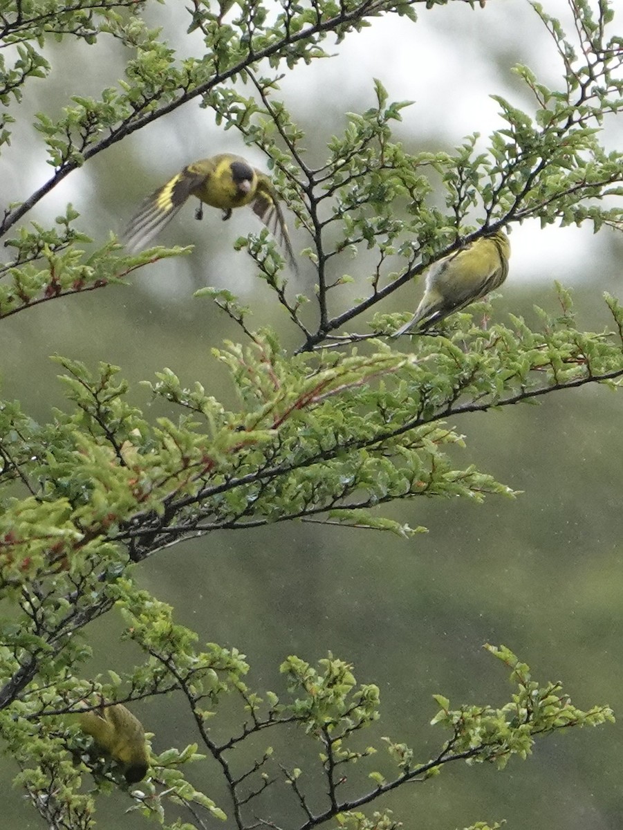 Black-chinned Siskin - ML647751551