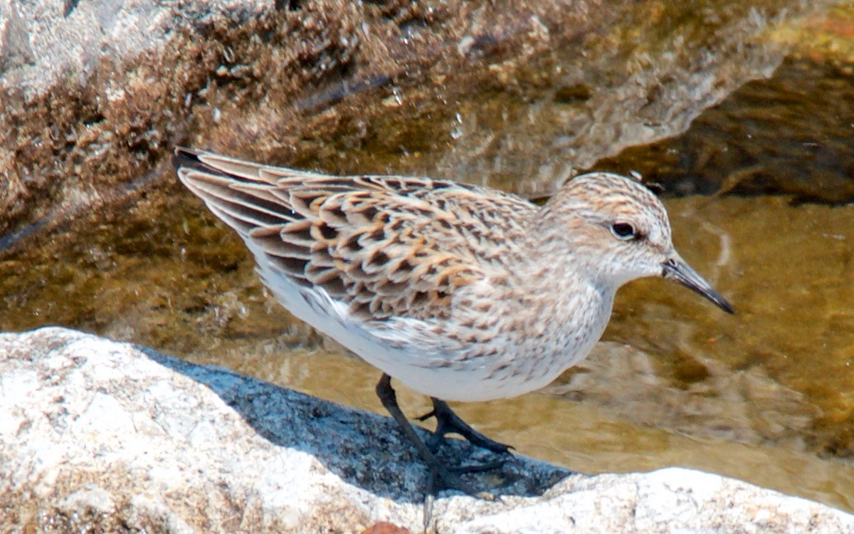 Semipalmated Sandpiper - ML647751566