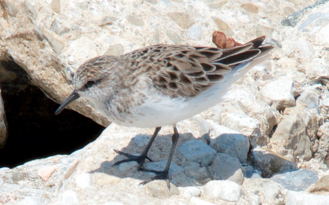 Semipalmated Sandpiper - ML647751572