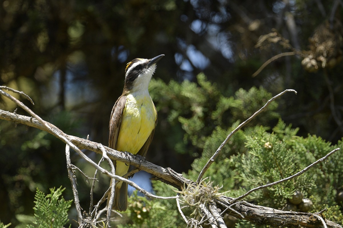 Great Kiskadee - ML647751606