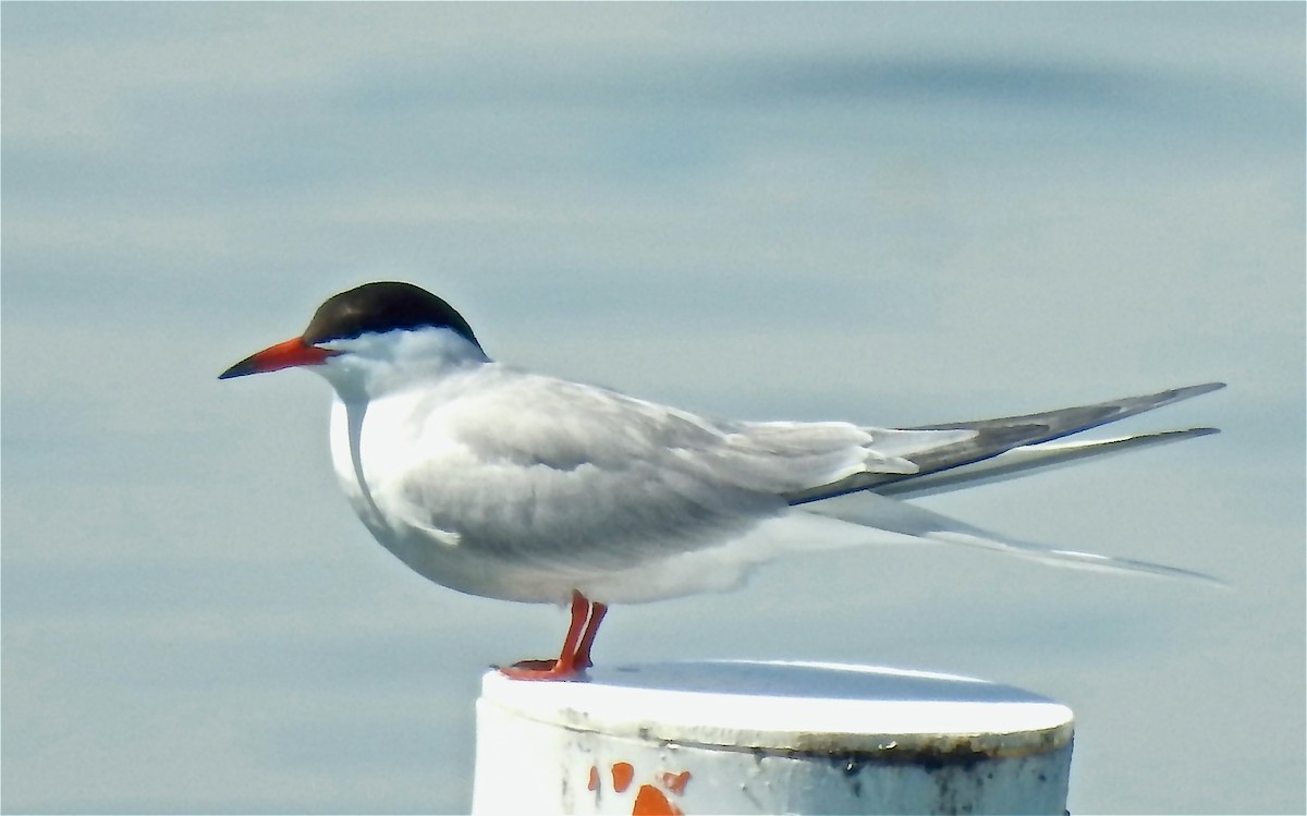 燕鷗 - ML647751612