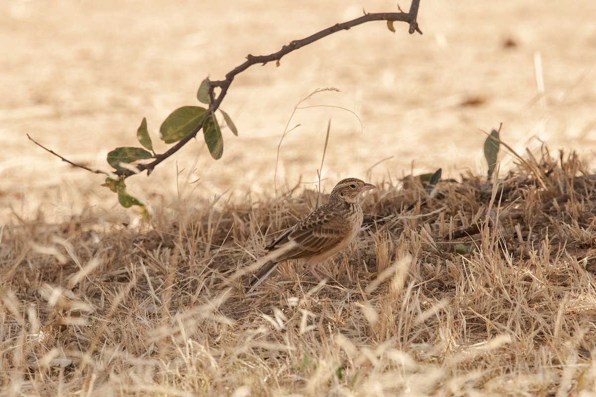 Singing Bushlark (Singing) - ML647751613