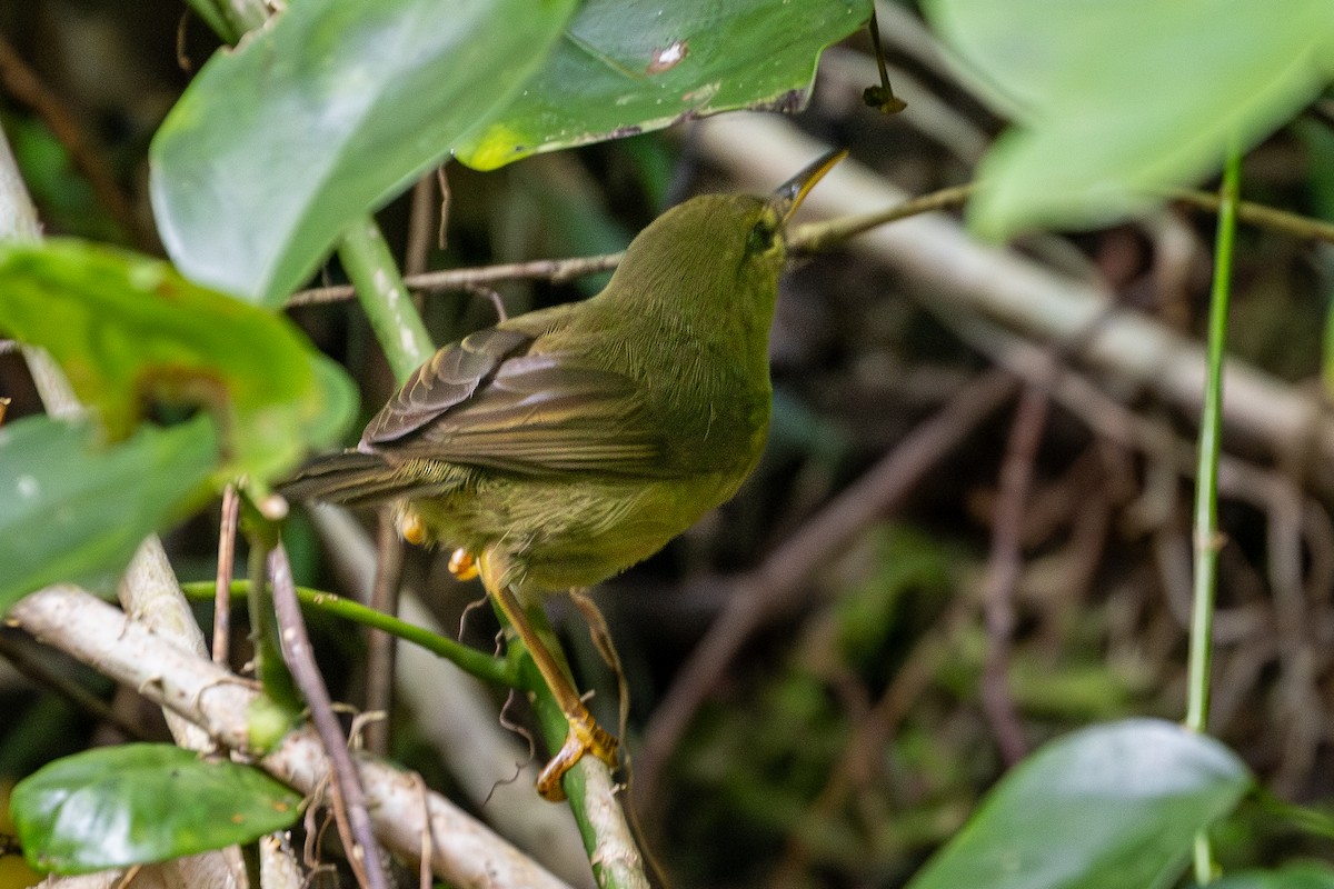 Palau Bush Warbler - ML647751614