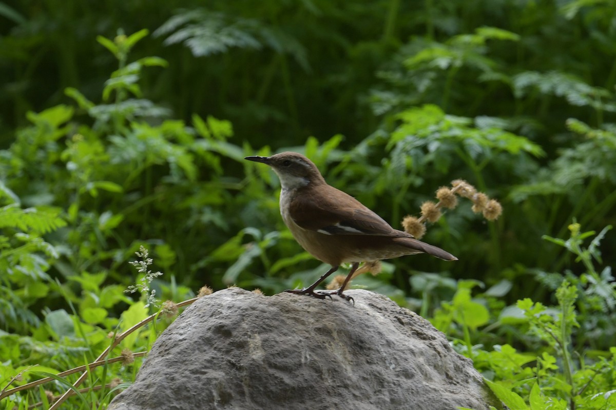 White-winged Cinclodes - ML647751616