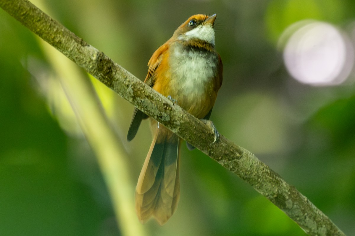 Palau Fantail - ML647751617