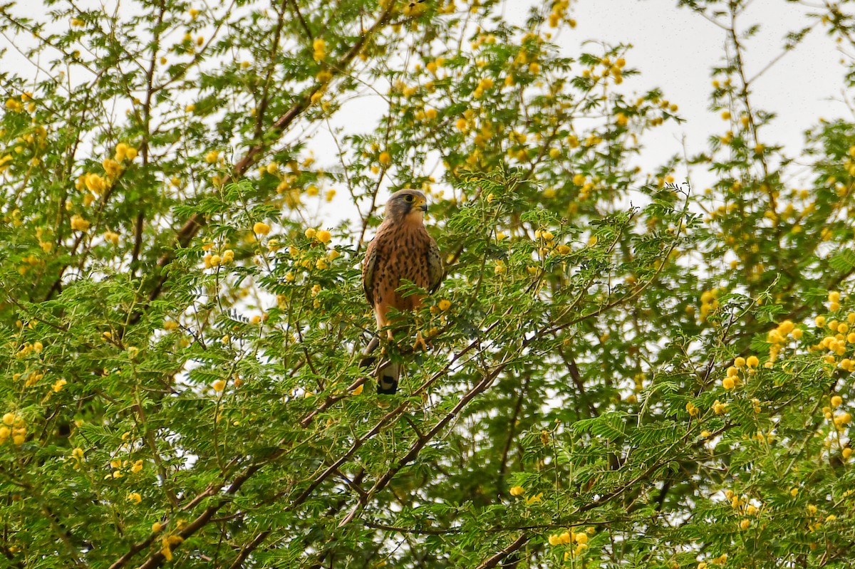 紅隼(tinnunculus群) - ML647751619