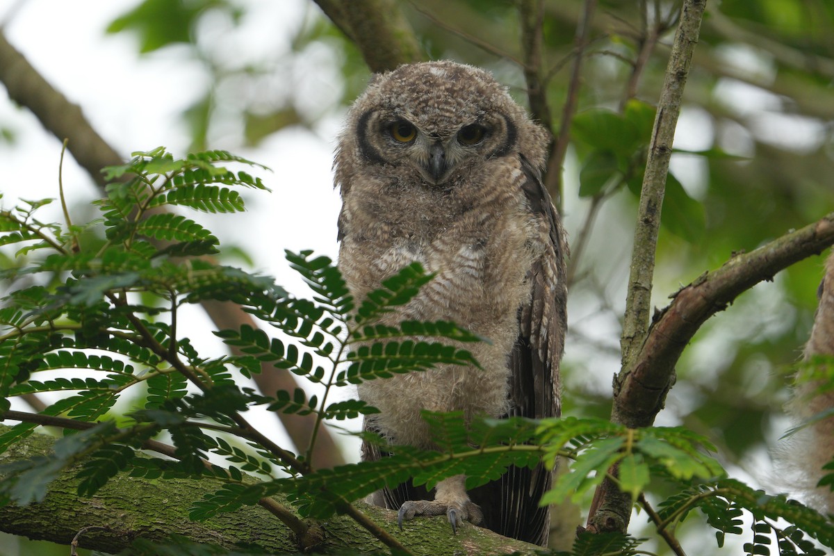 Spotted Eagle-Owl - ML647751621