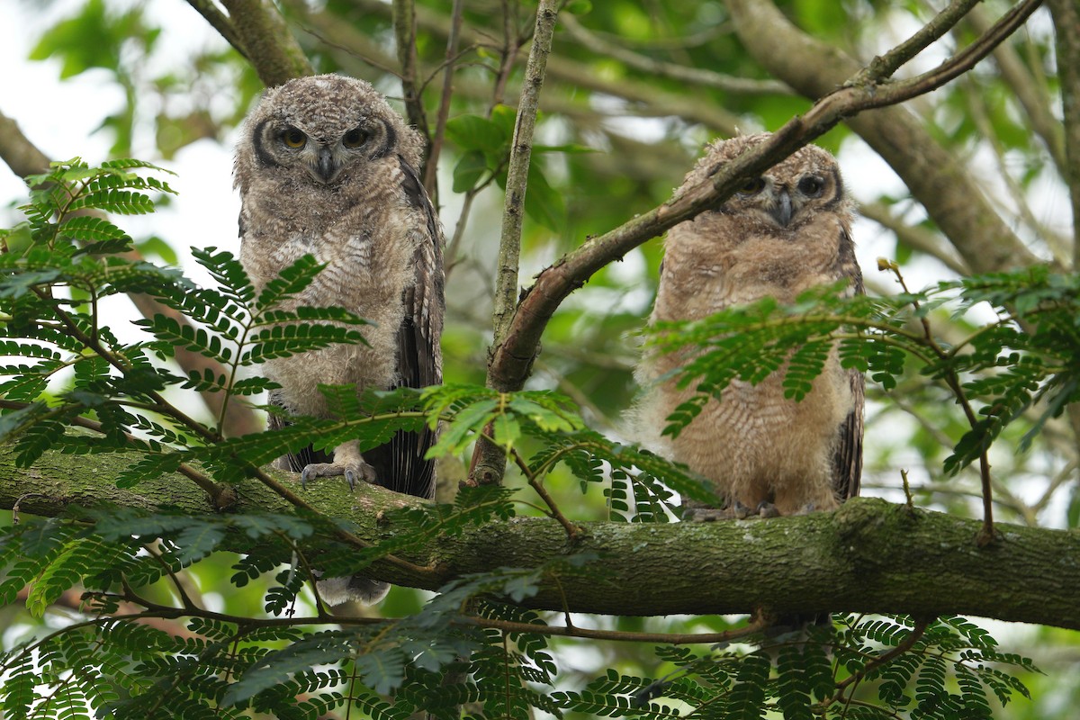 Spotted Eagle-Owl - ML647751622