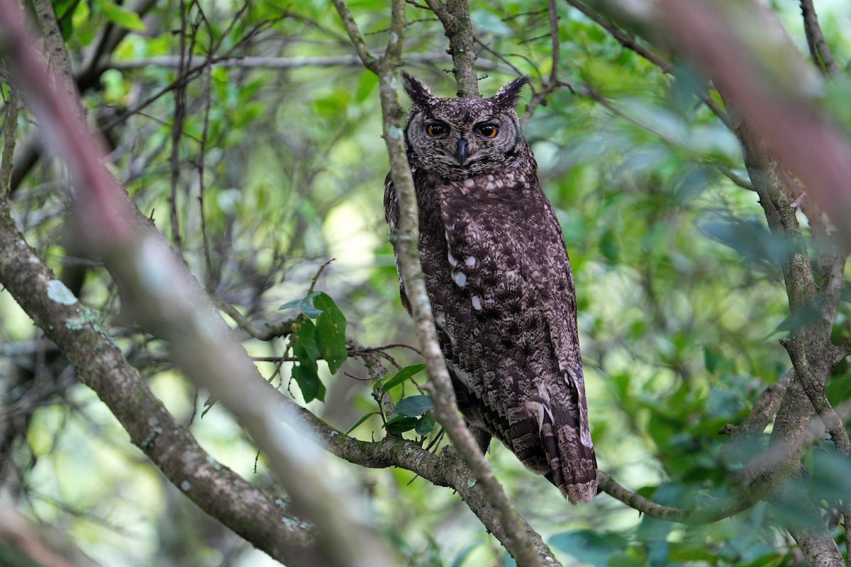 Spotted Eagle-Owl - ML647751623