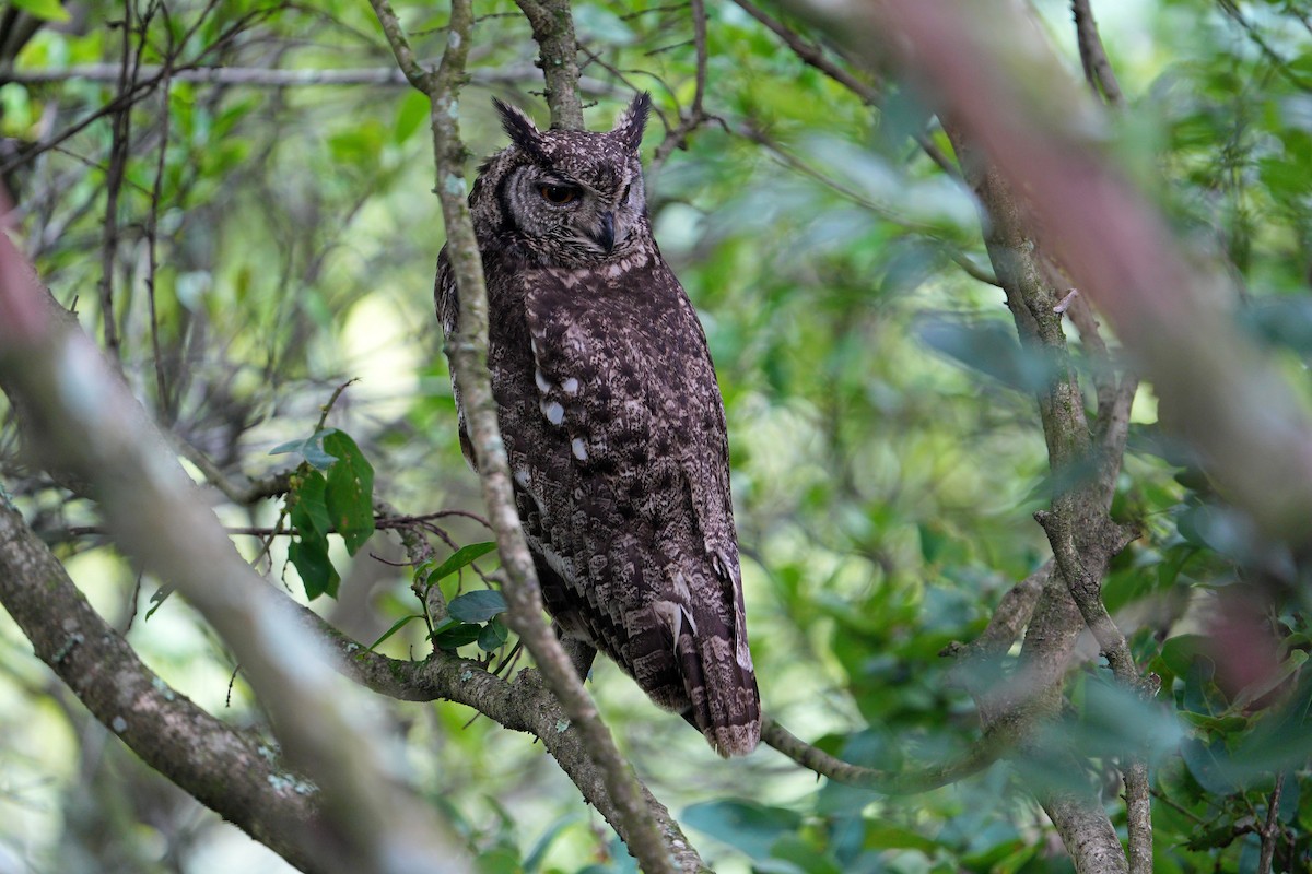 Spotted Eagle-Owl - ML647751624
