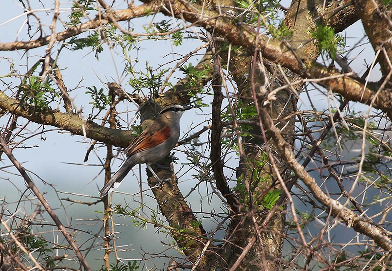 Black-crowned Tchagra - ML647751625