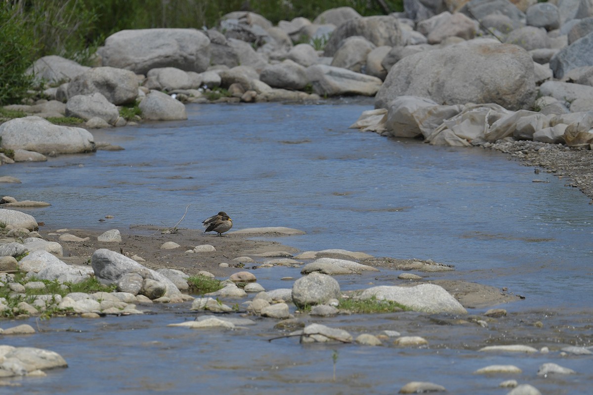Yellow-billed Teal - ML647751626