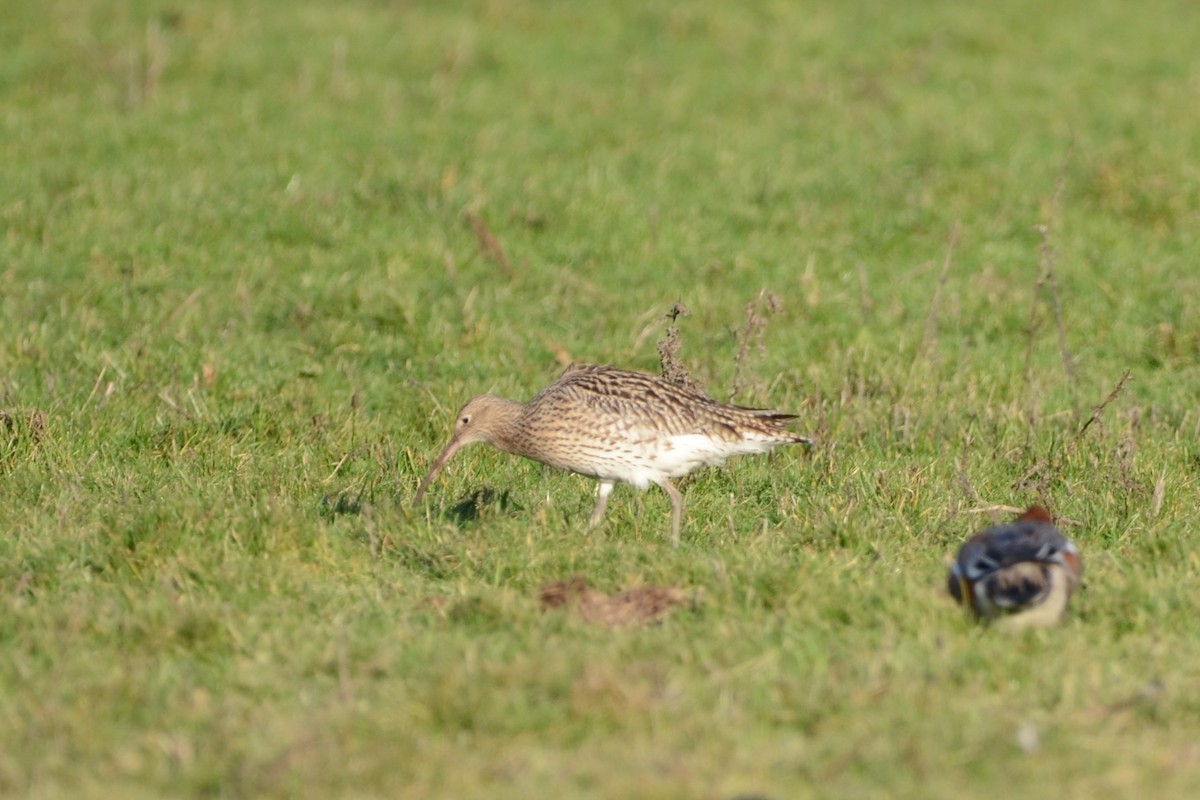 大杓鷸 - ML647751627