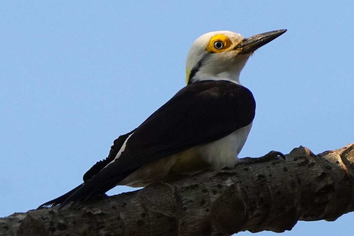 White Woodpecker - ML647751630