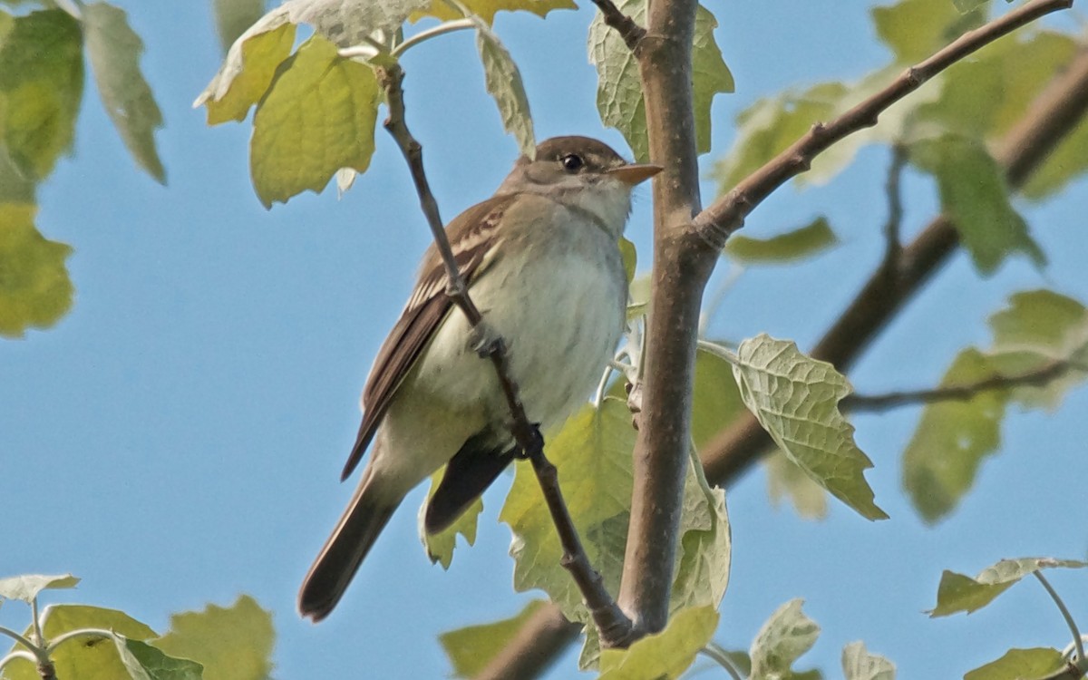 Willow Flycatcher - ML647751631