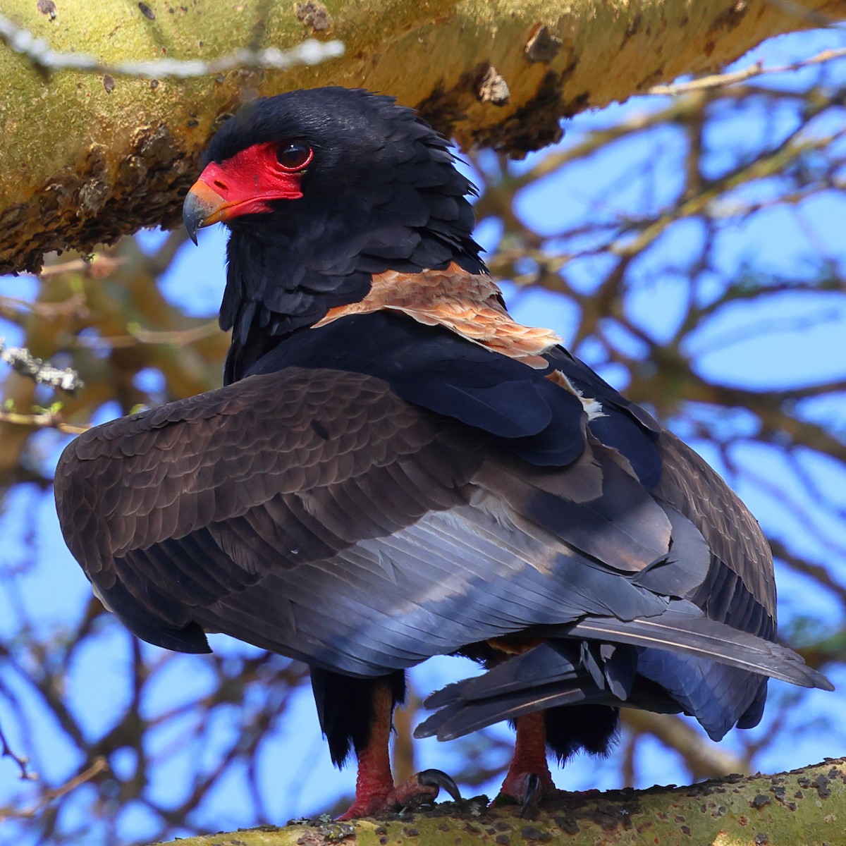 Bateleur - ML647751633