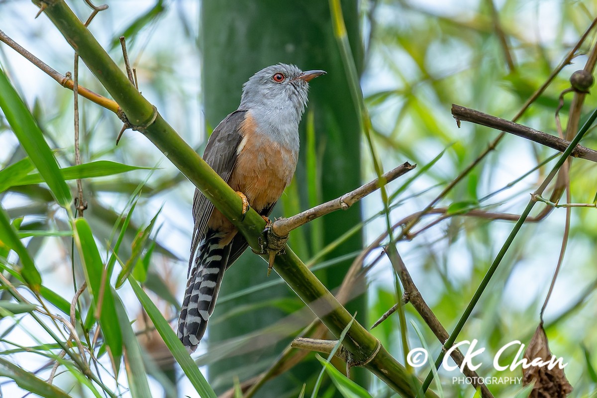 八聲杜鵑 - ML647751634