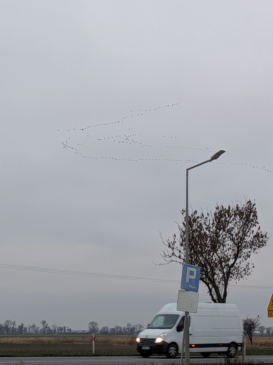 雁類 - ML647751635