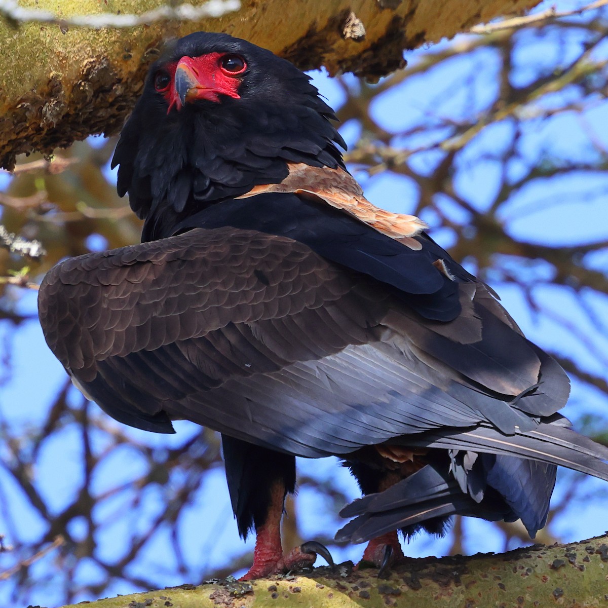 Bateleur - ML647751636
