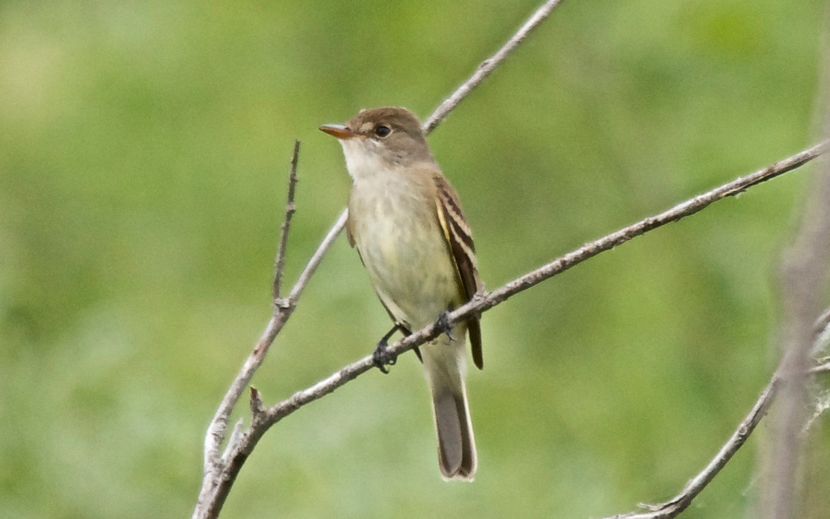 Willow Flycatcher - ML647751637