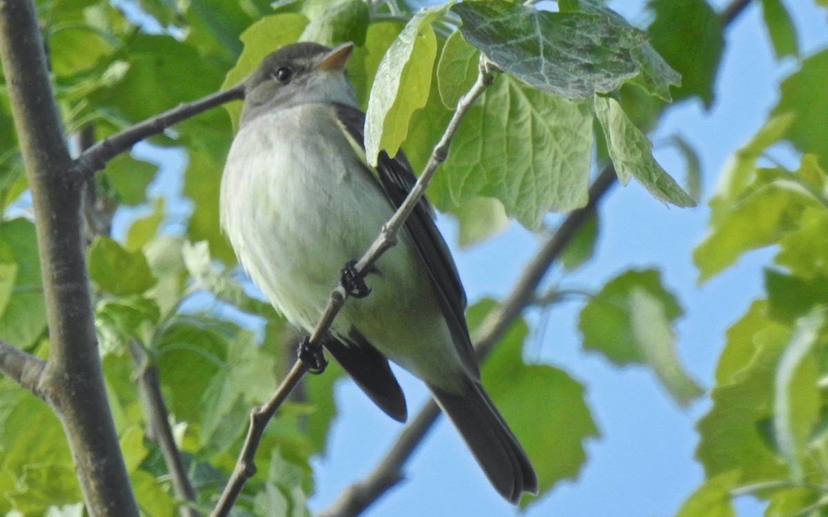 Willow Flycatcher - ML647751638