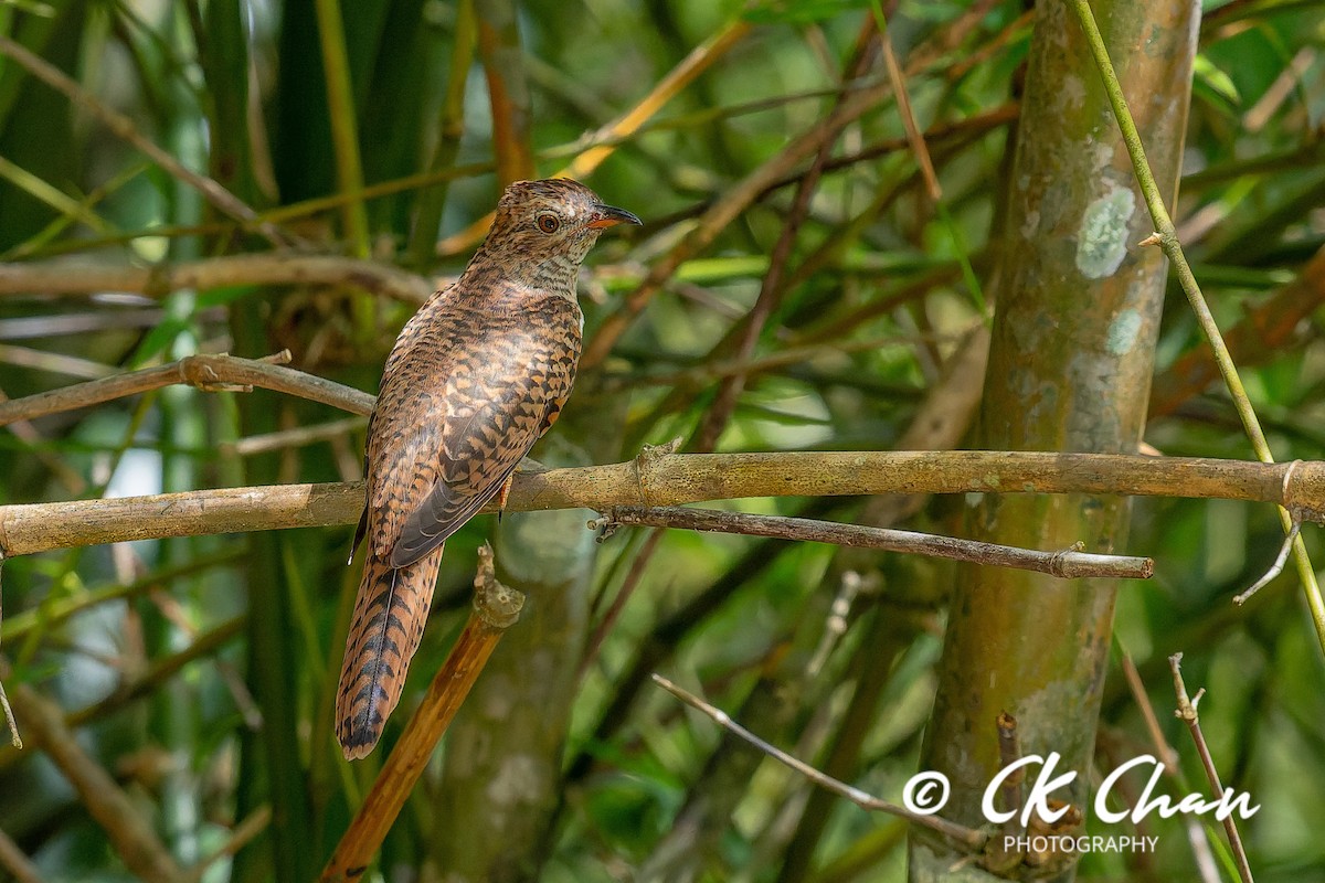 八聲杜鵑 - ML647751639