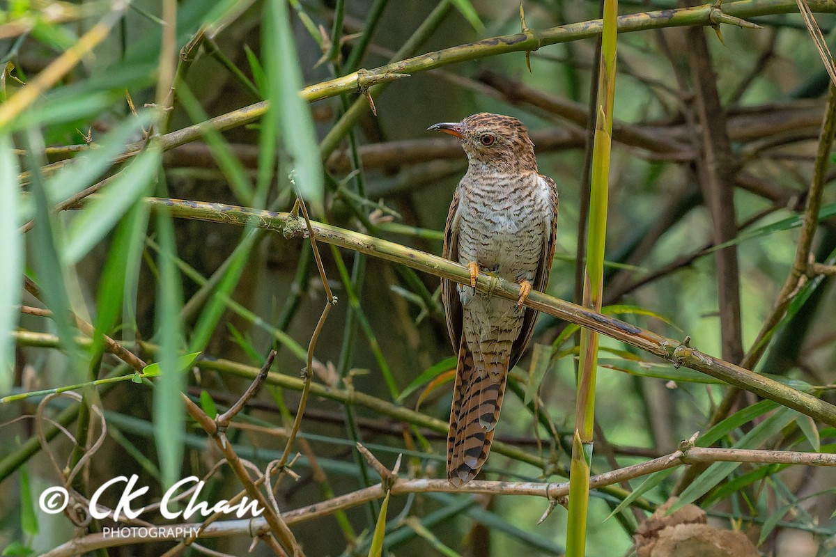 八聲杜鵑 - ML647751640