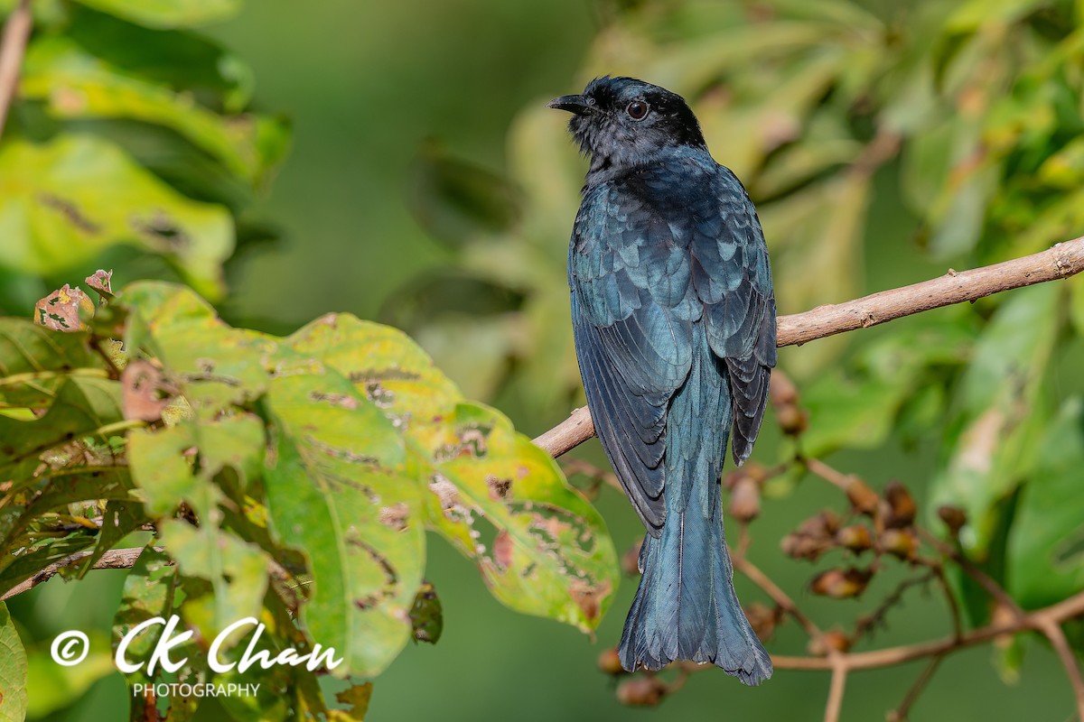 方尾烏鵑 - ML647751641