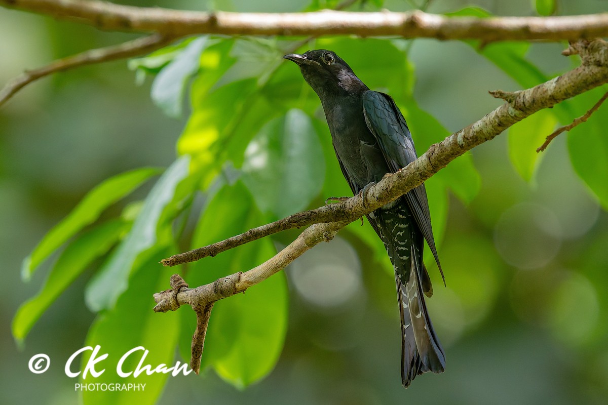 方尾烏鵑 - ML647751642