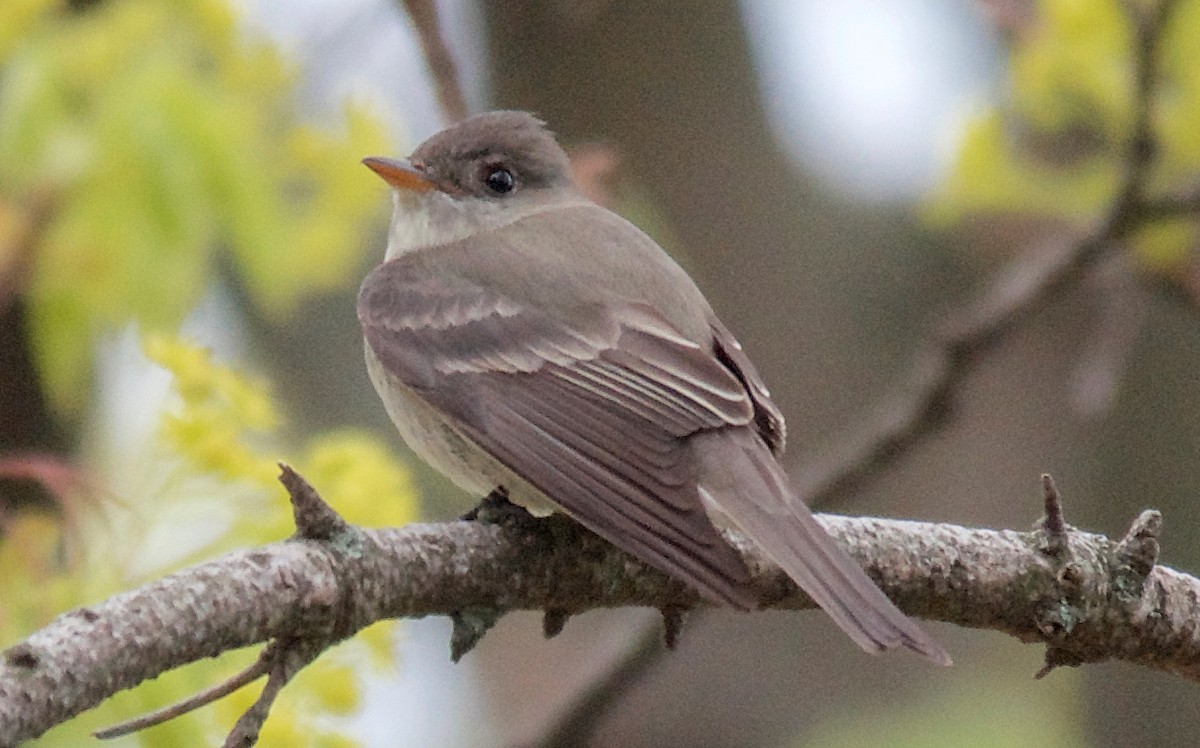 Eastern Wood-Pewee - ML647751646