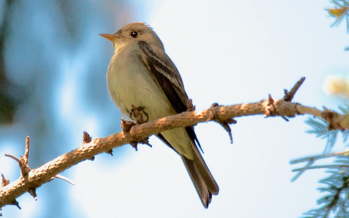 Eastern Wood-Pewee - ML647751647
