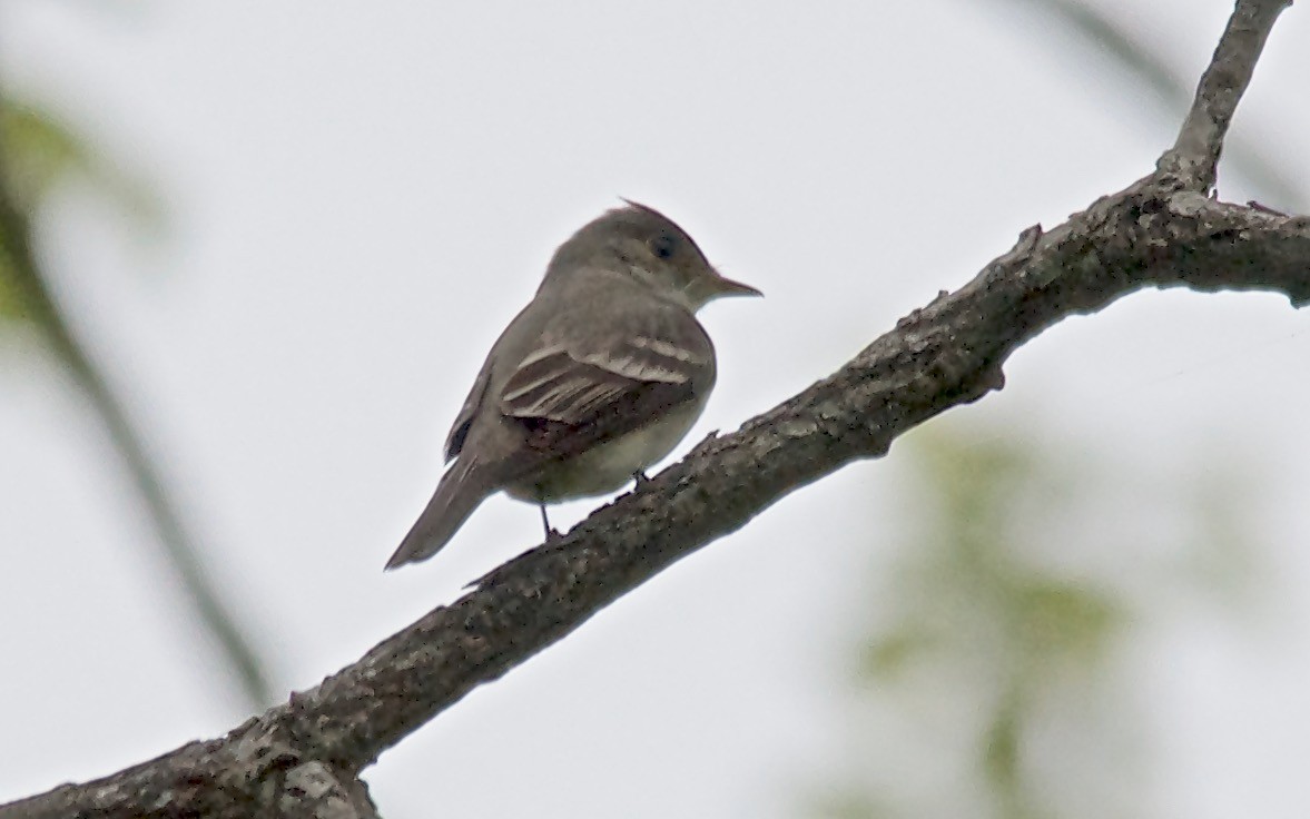 Eastern Wood-Pewee - ML647751659