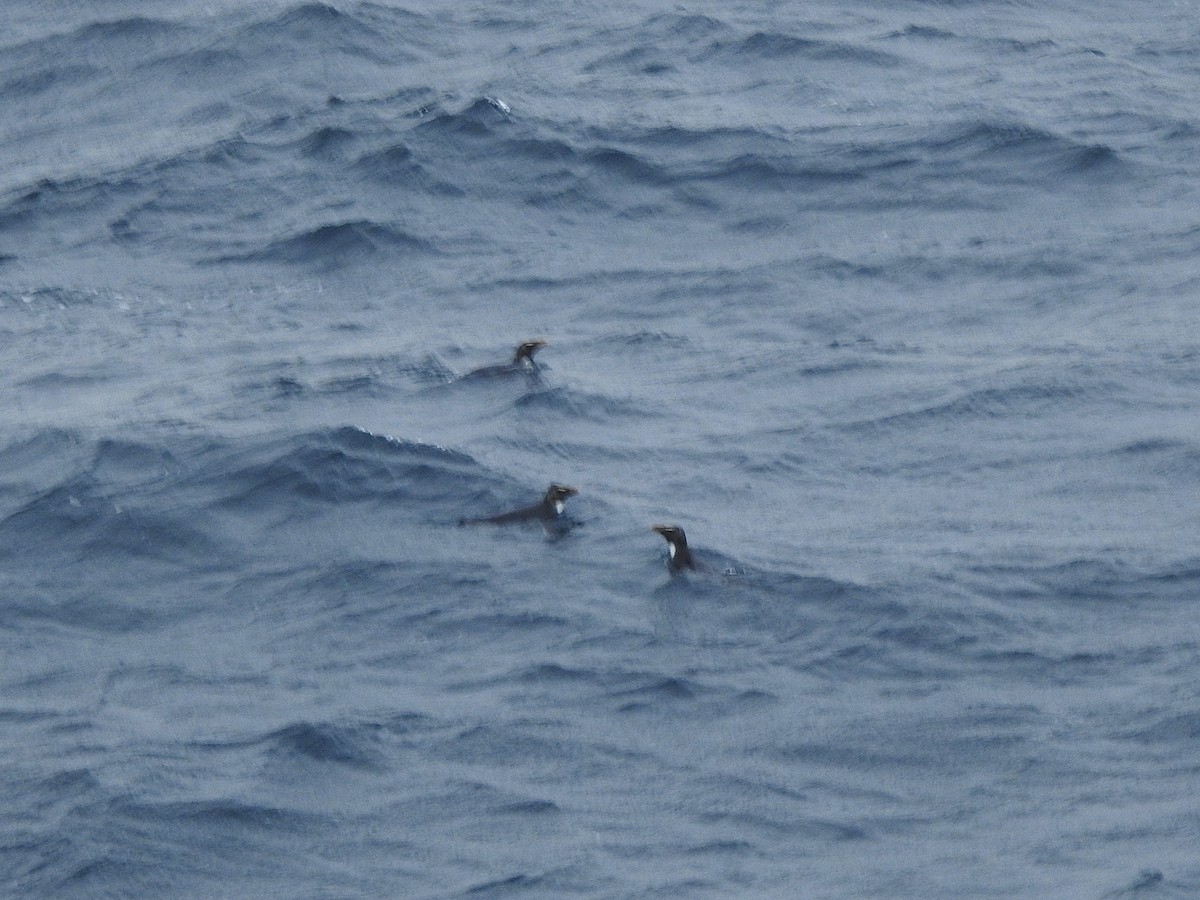 Western Rockhopper Penguin - ML647751672