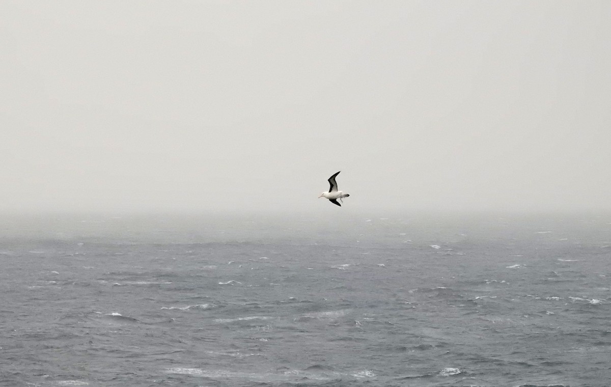 マユグロアホウドリ - ML647751683